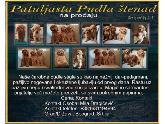 Patuljasta Pudla